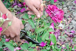 Cómo hacer injertos en frutales y rosales