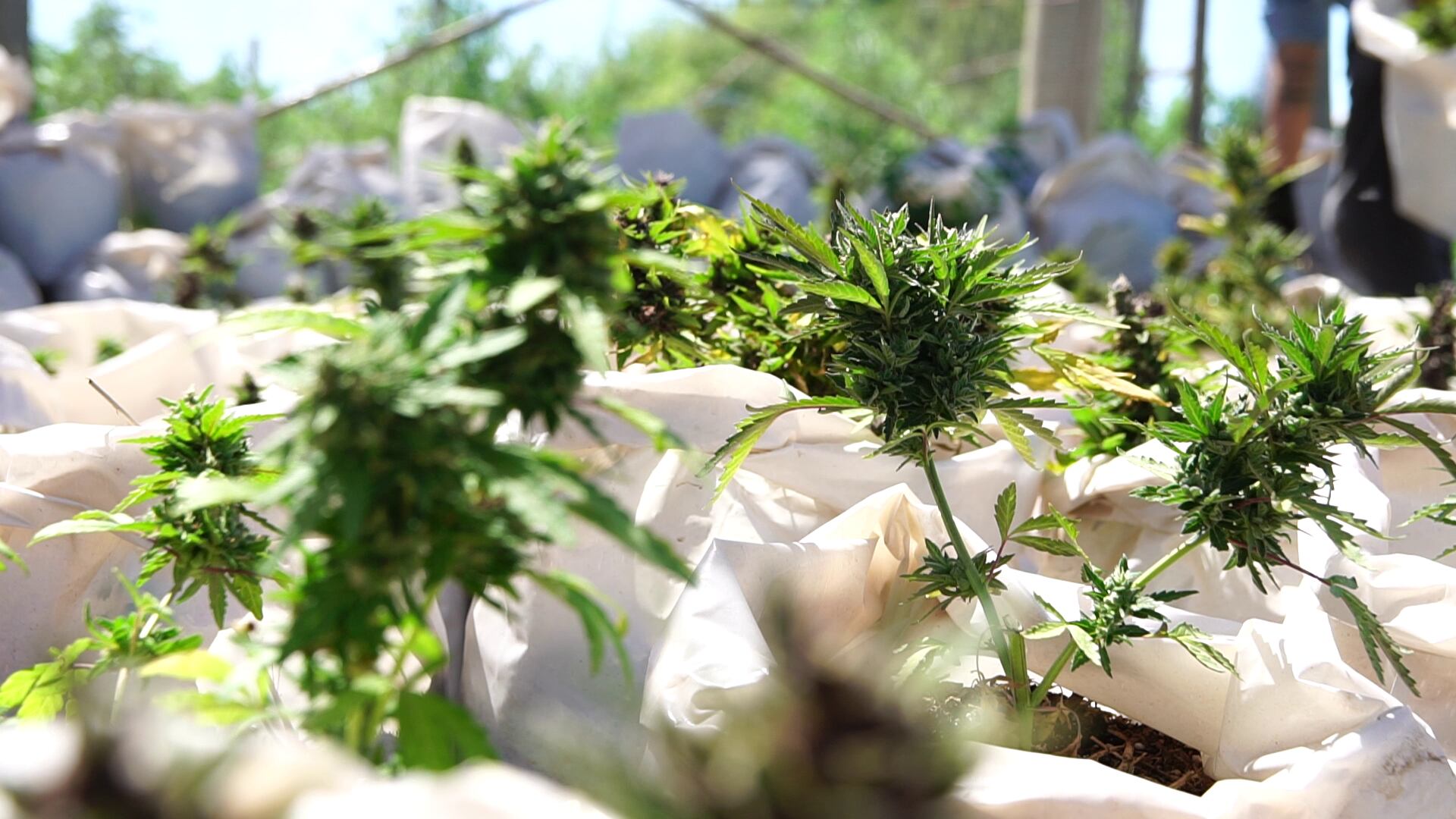 Esperan que el cultivo genere un impacto en la Patagonia para la construcción