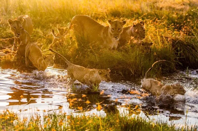 Una manada de leones juega junto a un río