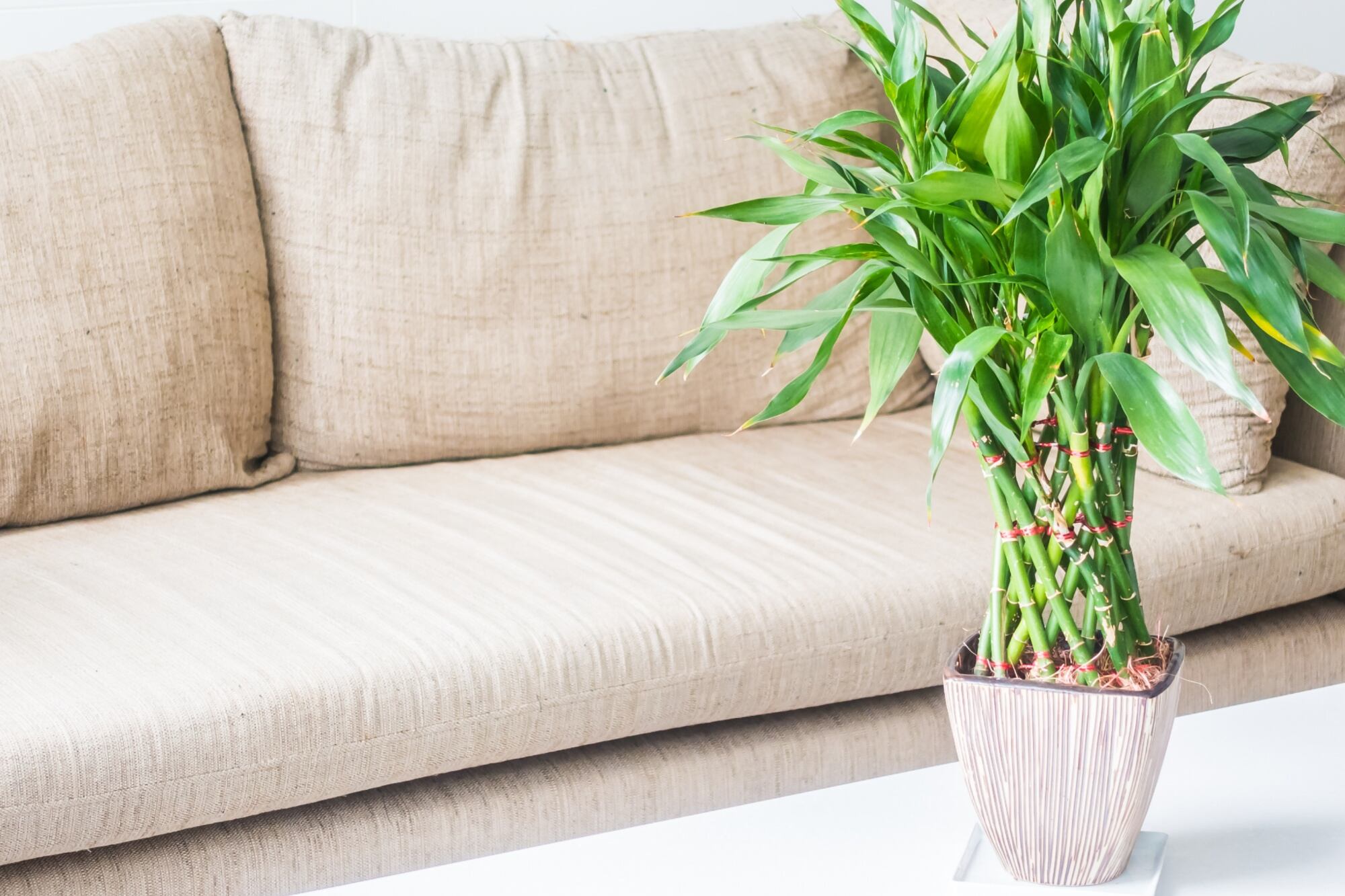 Según el Feng Shui, la planta de bambú representa fuerza, flexibilidad y paz, y puede atraer diferentes tipos de buena fortuna