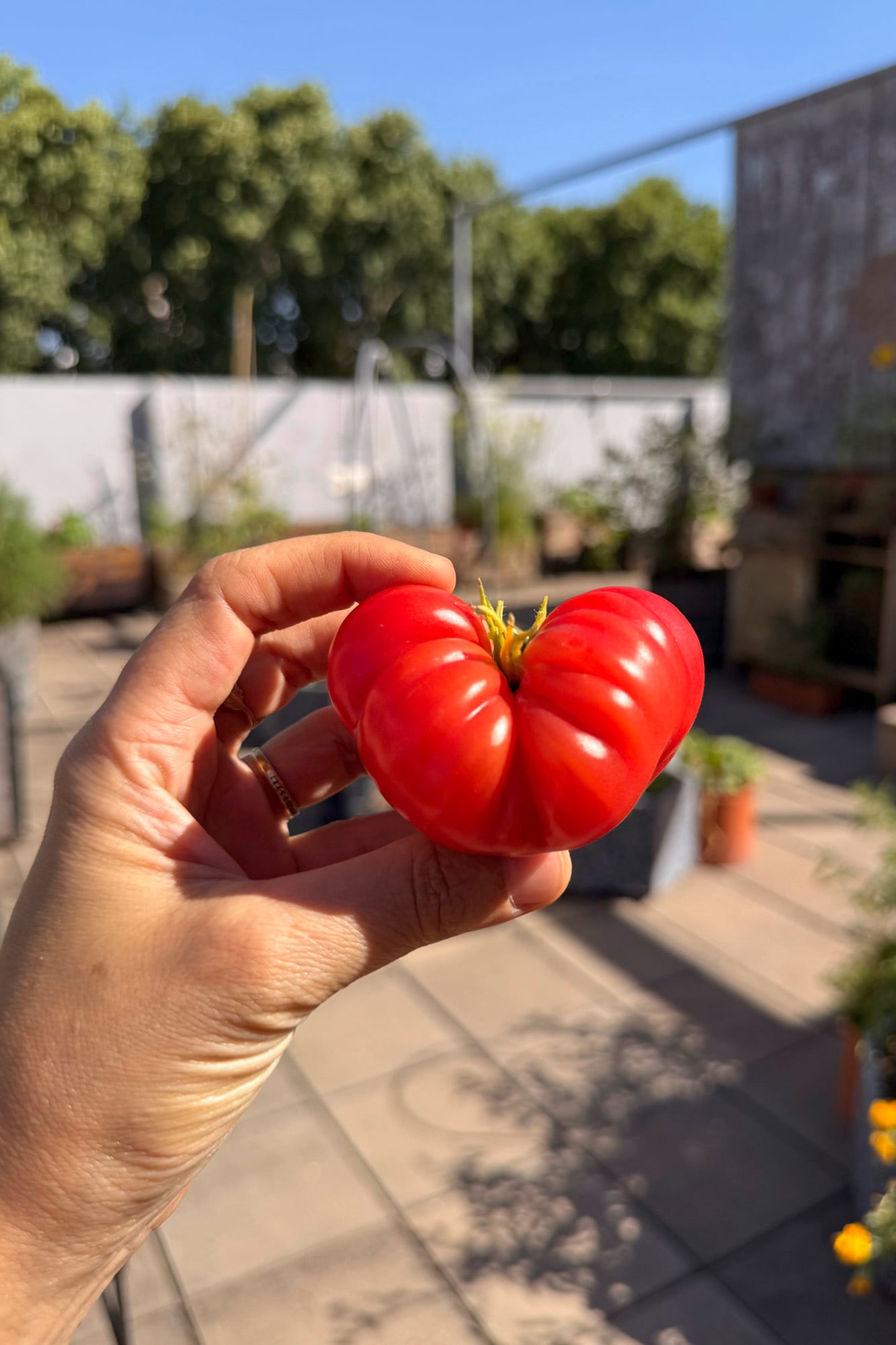 Los tomates cosechados en casa no siempre son estéticos, pero tienen mucho sabor