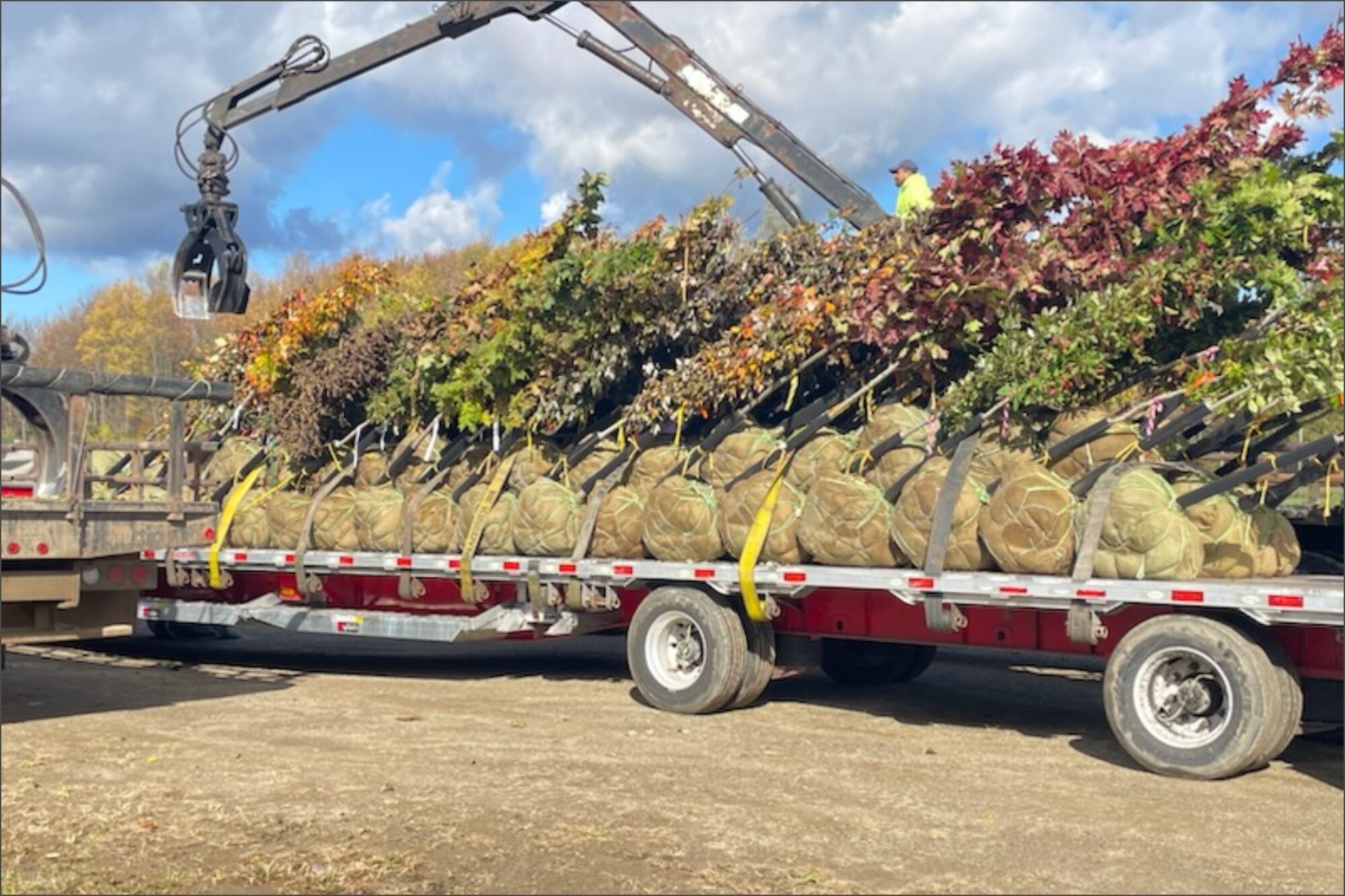 La plantación de árboles es útil para mejorar la calidad del agua y mitigar las inundaciones pluviales en Nueva York