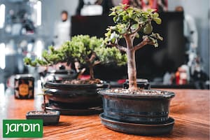 El mini árbol de la buena suerte que crece en maceta y es muy fácil de cuidar