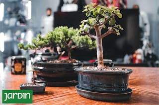 El mini árbol de la buena suerte que crece en maceta y es muy fácil de cuidar