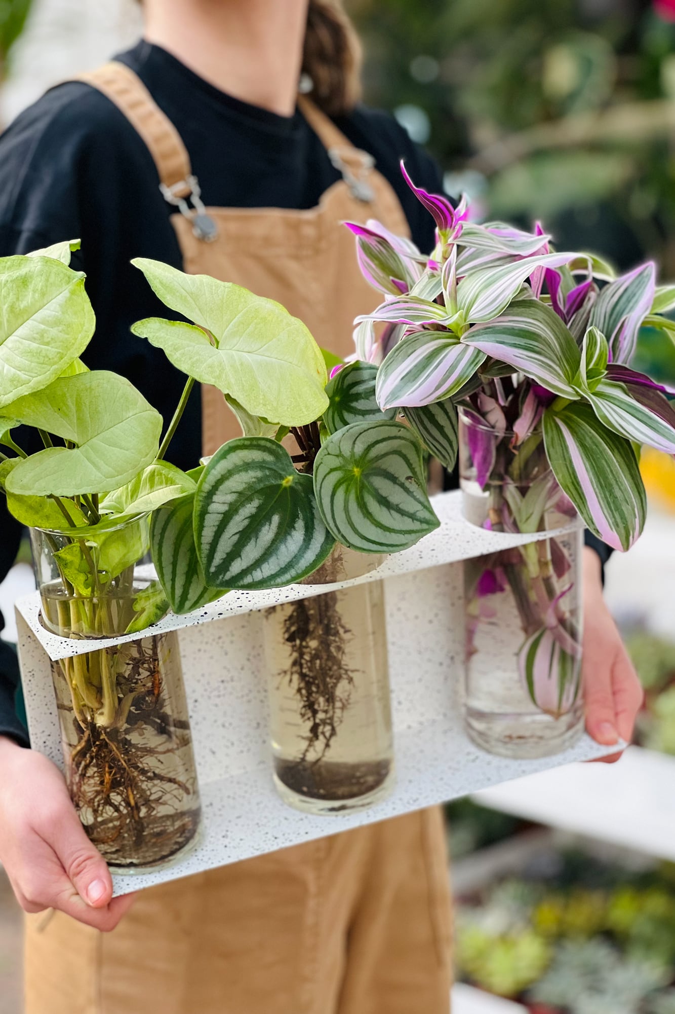 En agua, su crecimiento es más lento que en tierra; en esta foto es la primera a la izquierda