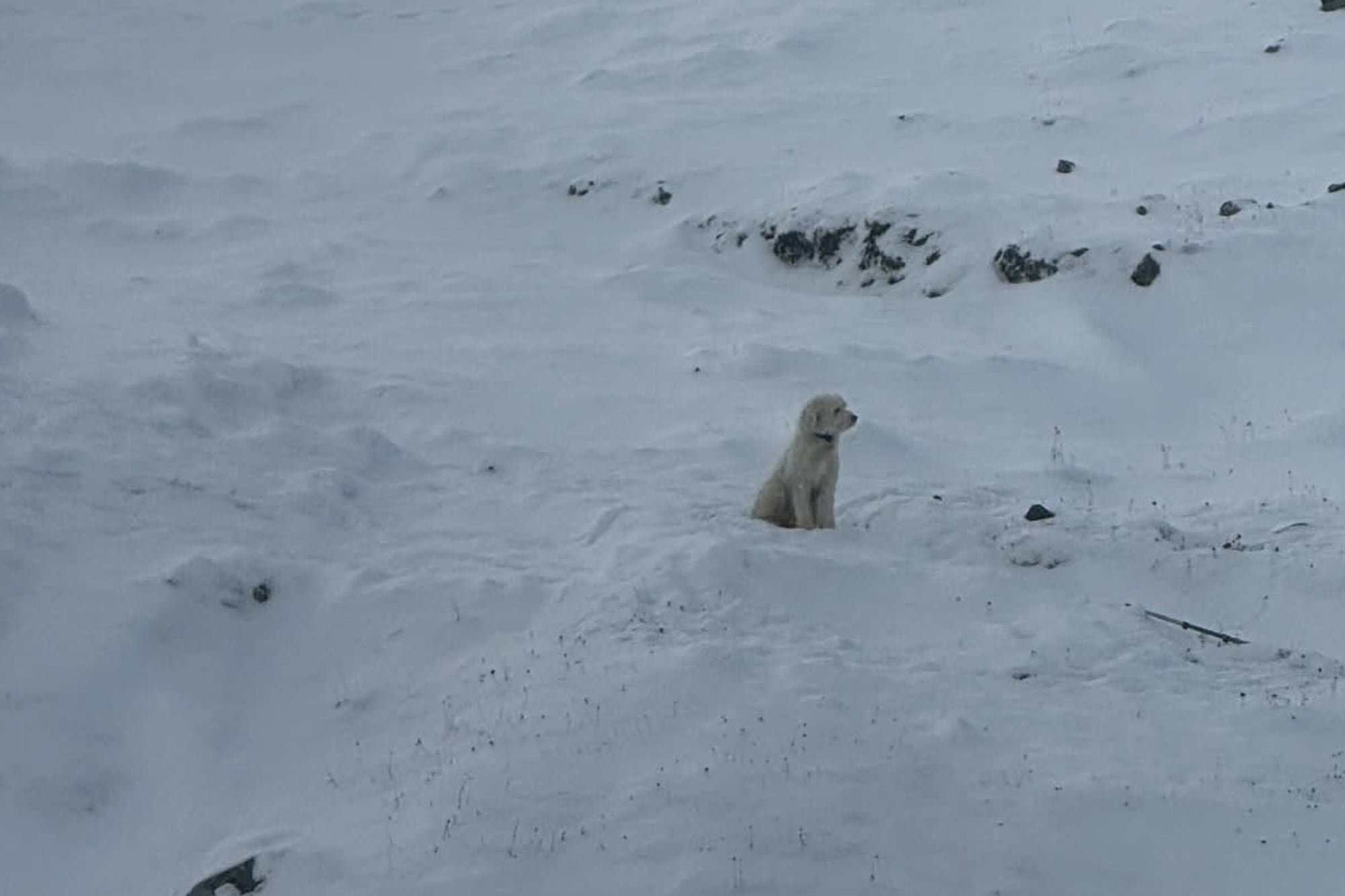 Una perra sobrevivió más de 50 horas perdida en Alaska tras una avalancha y un AirTag ayudó a encontrarla 7 El desprendimiento de nieve sorprendió a los montañistas mientras recorrían una cresta del Parque Estatal Chugach