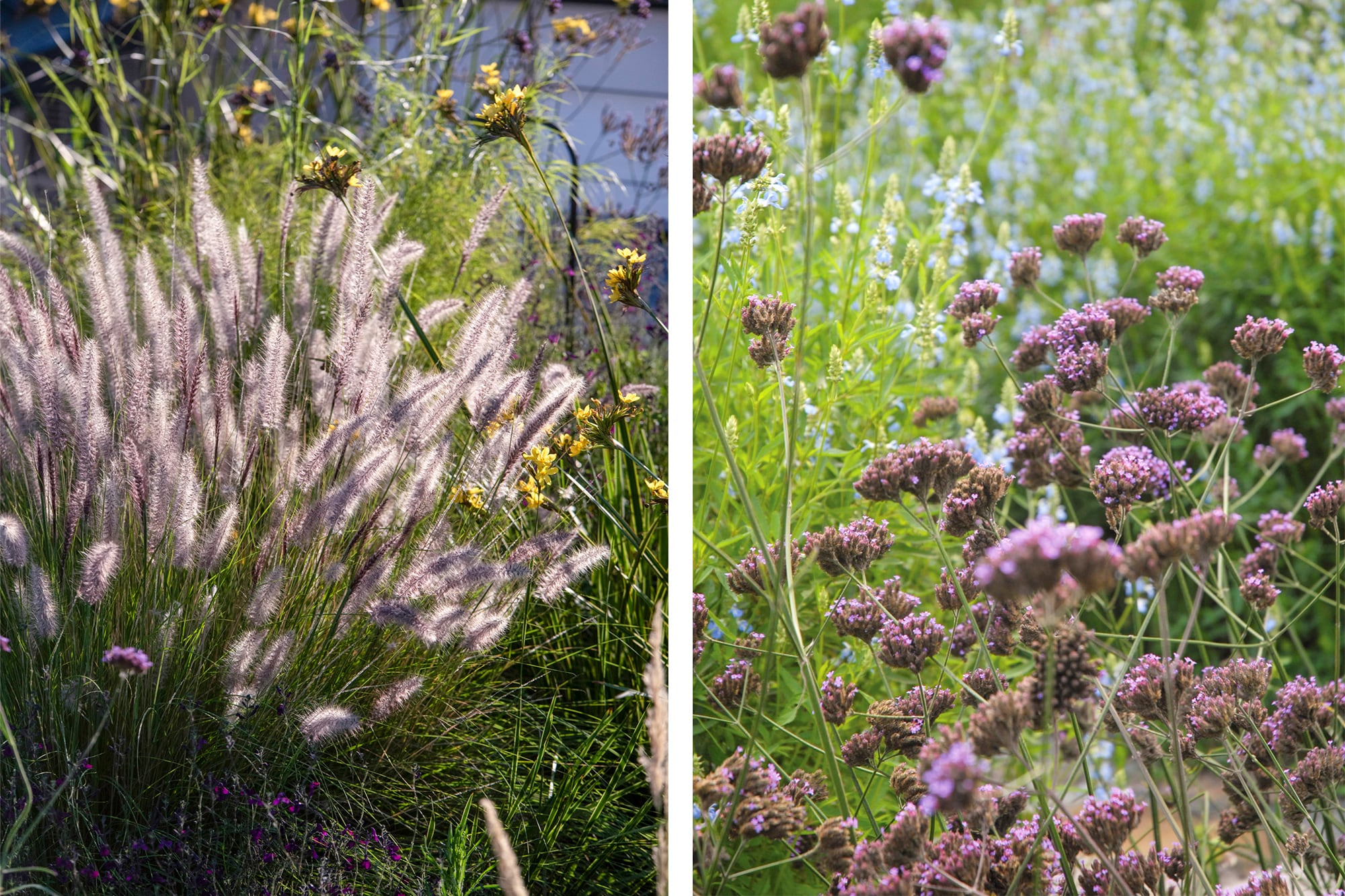 Pennisetum 'Moudry' (ahora Cenchrus) y Verbena, dos especies que delimitan espacios sin acorralarlos
