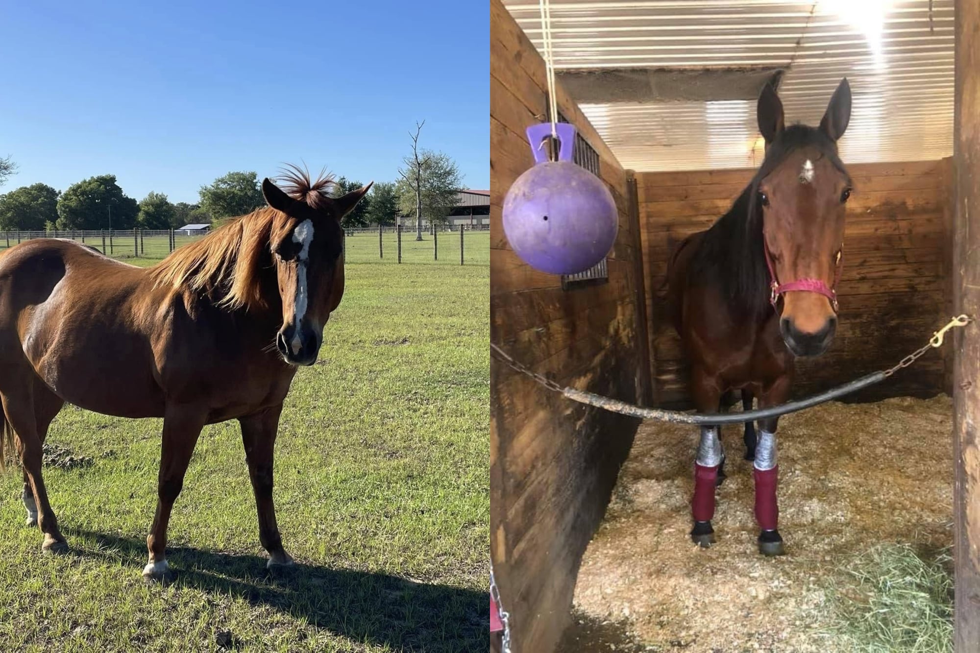 Un migrante cubano fue detenido en el sur de Florida por robar cuatro caballos