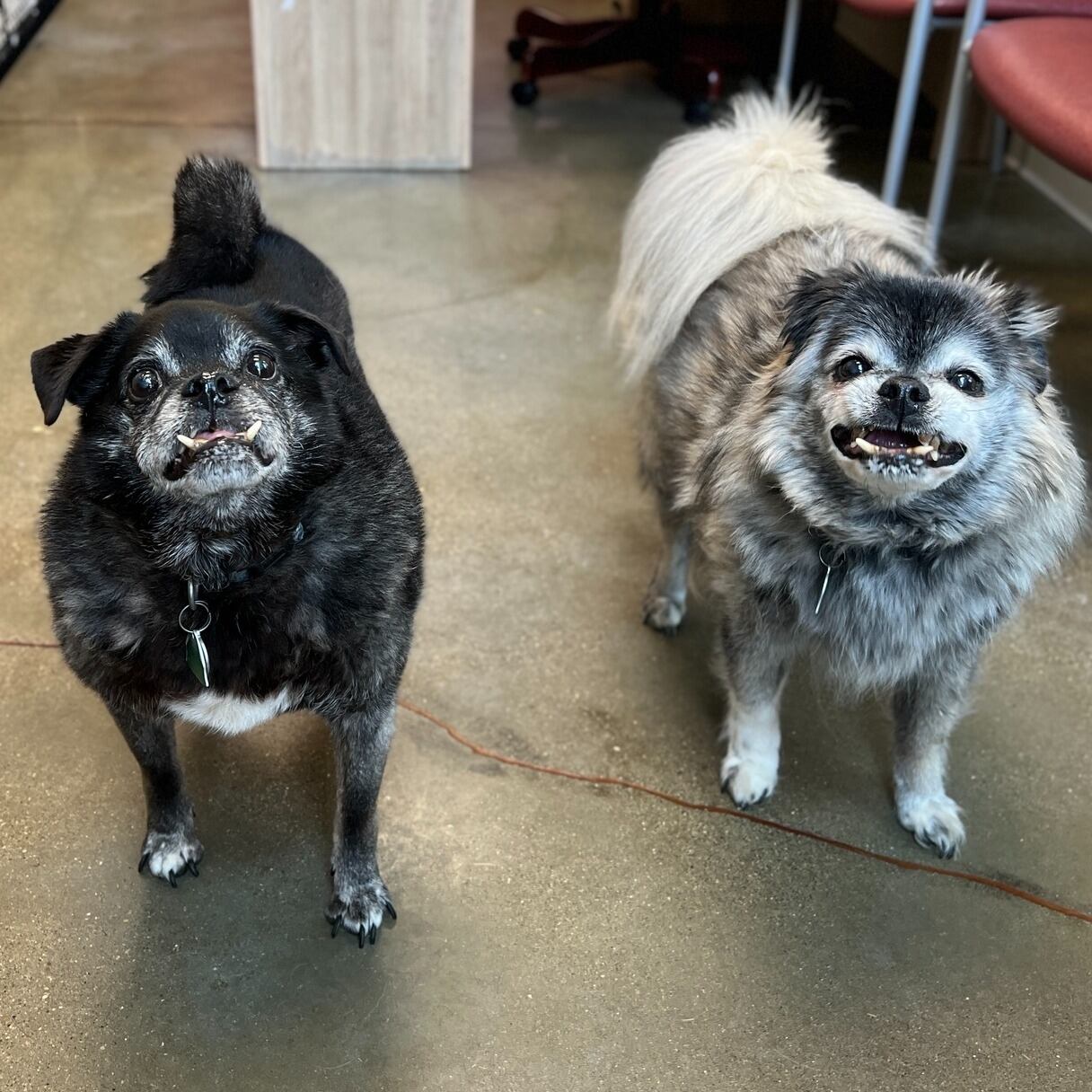 Gracias a la repercusión en las redes sociales, estos dos amigos encontraron una nueva familia que prometió cuidarlos