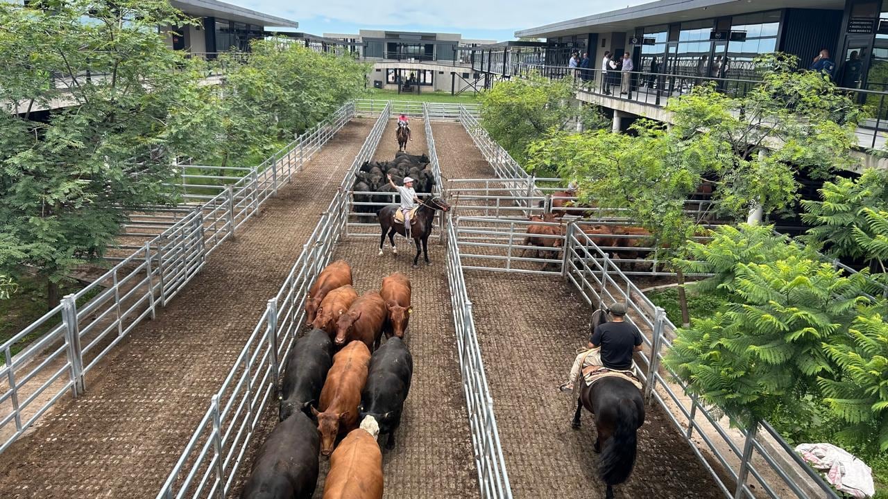 Vacunos: precios con altibajos en el comienzo de la semana en el Mercado Agroganadero de Cañuelas