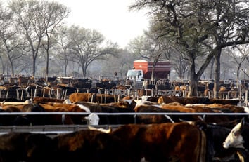 Vista del feedlot Los Corrales de Nicanor, en el norte santafesino. La empresa busca volver a poblar el establecimiento y abastecer principalmente al frigorífico Friar