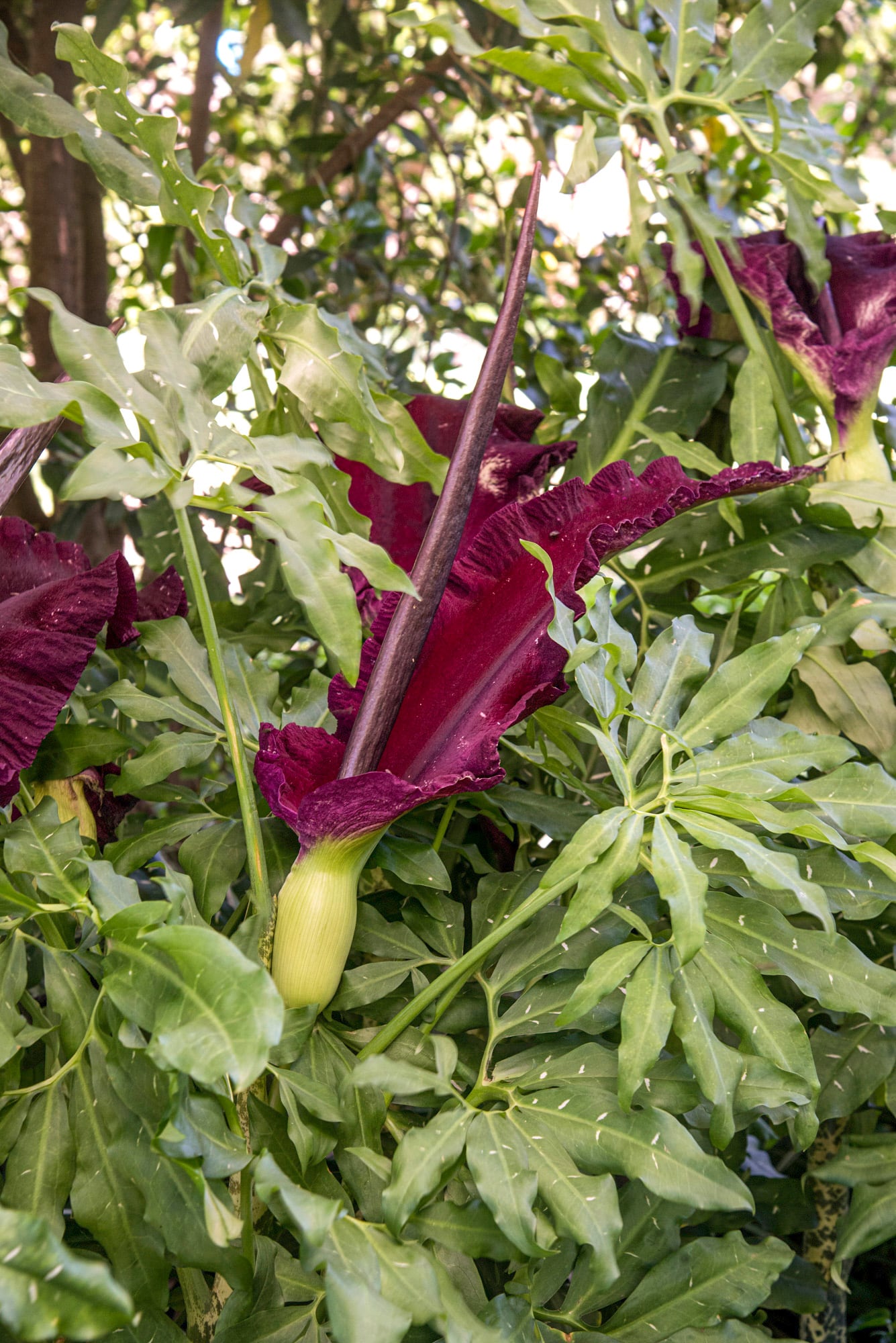 Dracunculus vulgaris, oscura, intensa y con un aroma fuera de lo común