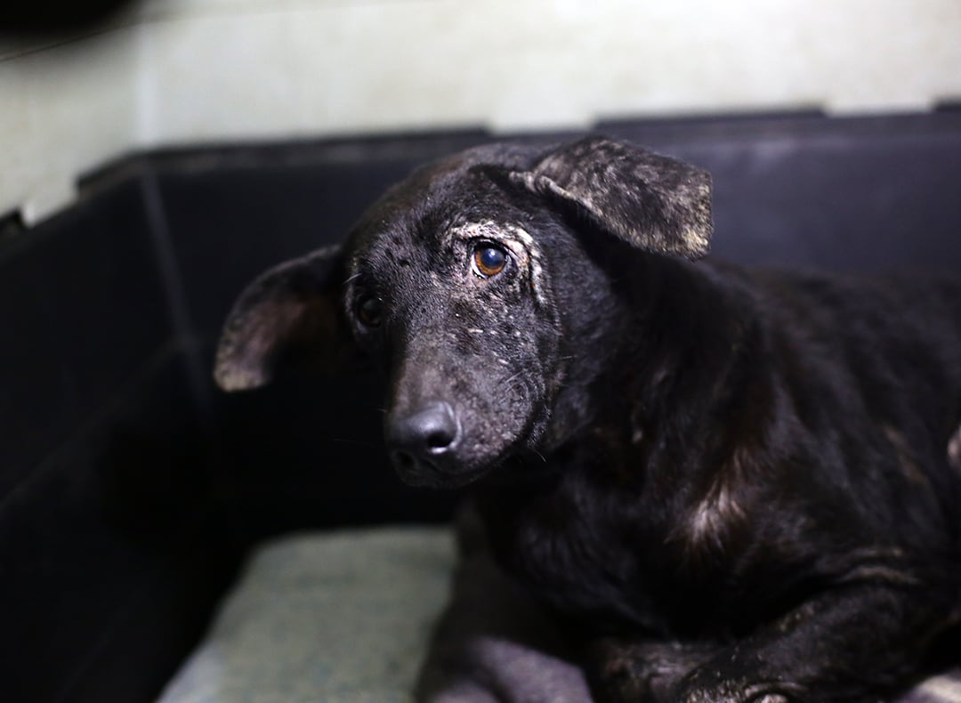 Acudió a un alerta por una perra consumida por la sarna pero unos ojos oscuros que imploraban ayuda cambiaron sus planes: “No lo pude dejar”