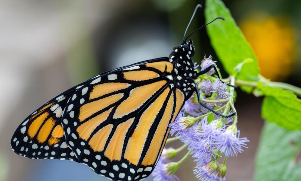 Su presencia es a menudo tomada como una representación de la resurrección, cambios positivos, vida y resistencia, debido al proceso de metamorfosis que atraviesan en su ciclo de vida