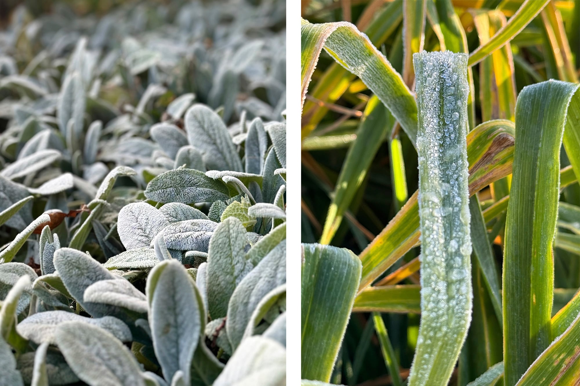 “Durante la helada se forman cristales de hielo en el exterior, que se adhieren sobre las superficies de plantas y objetos”, explica la Ingeniera Agrónoma Virginia Carbonelli.
