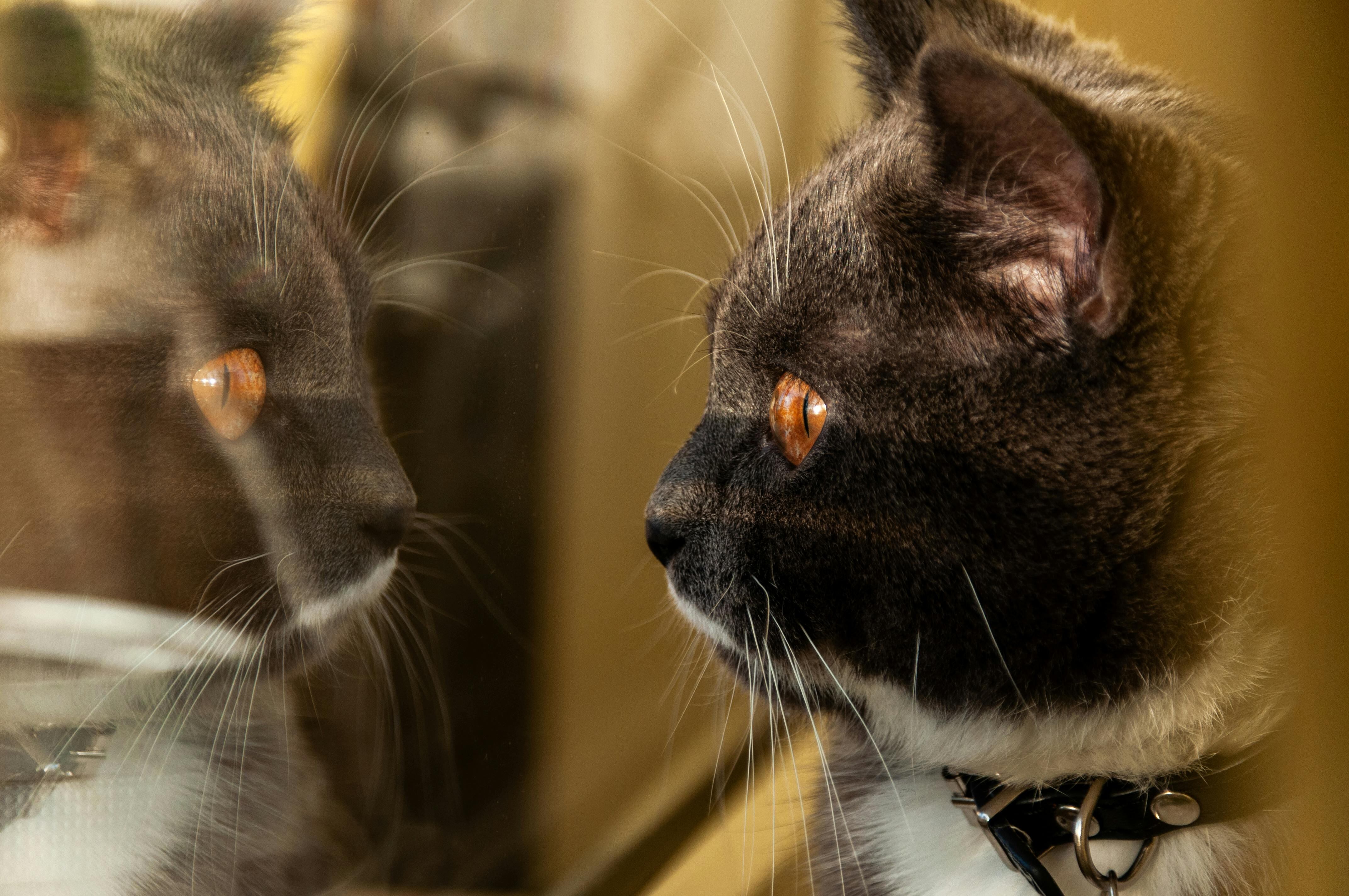 Los felinos odian el aislamiento, sienten que fueron abandonados