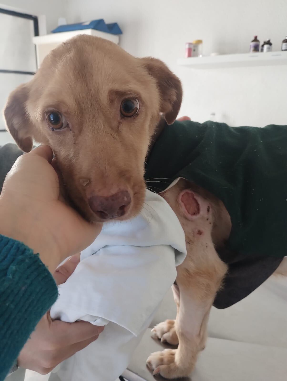 Tenía familia pero una noche apareció en un descampado desnutrido y con úlceras: “Nadie se animaba a tocarlo por miedo a lastimarlo”