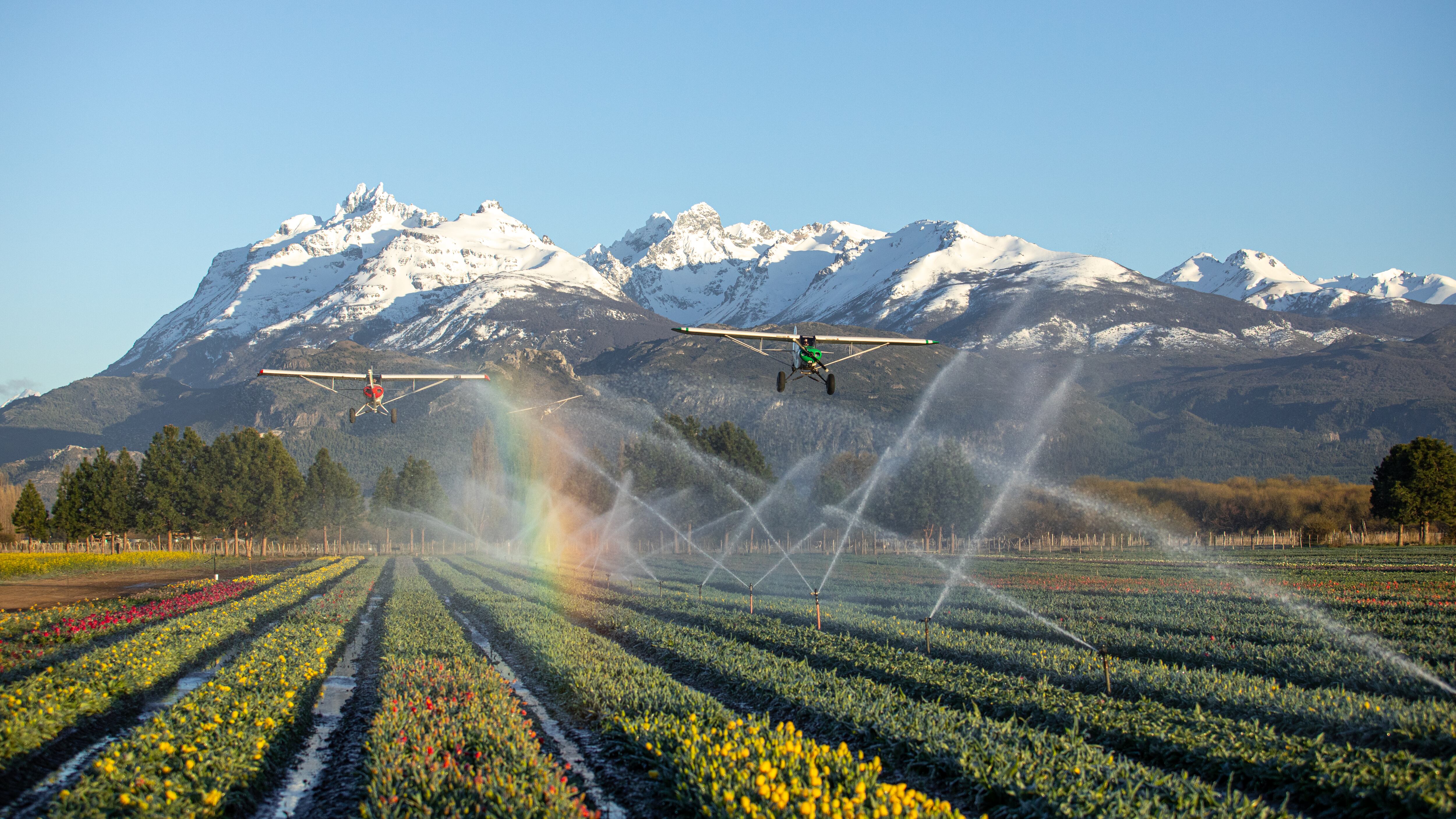 Los tulipanes han extendido la temporada turística de Trevelin