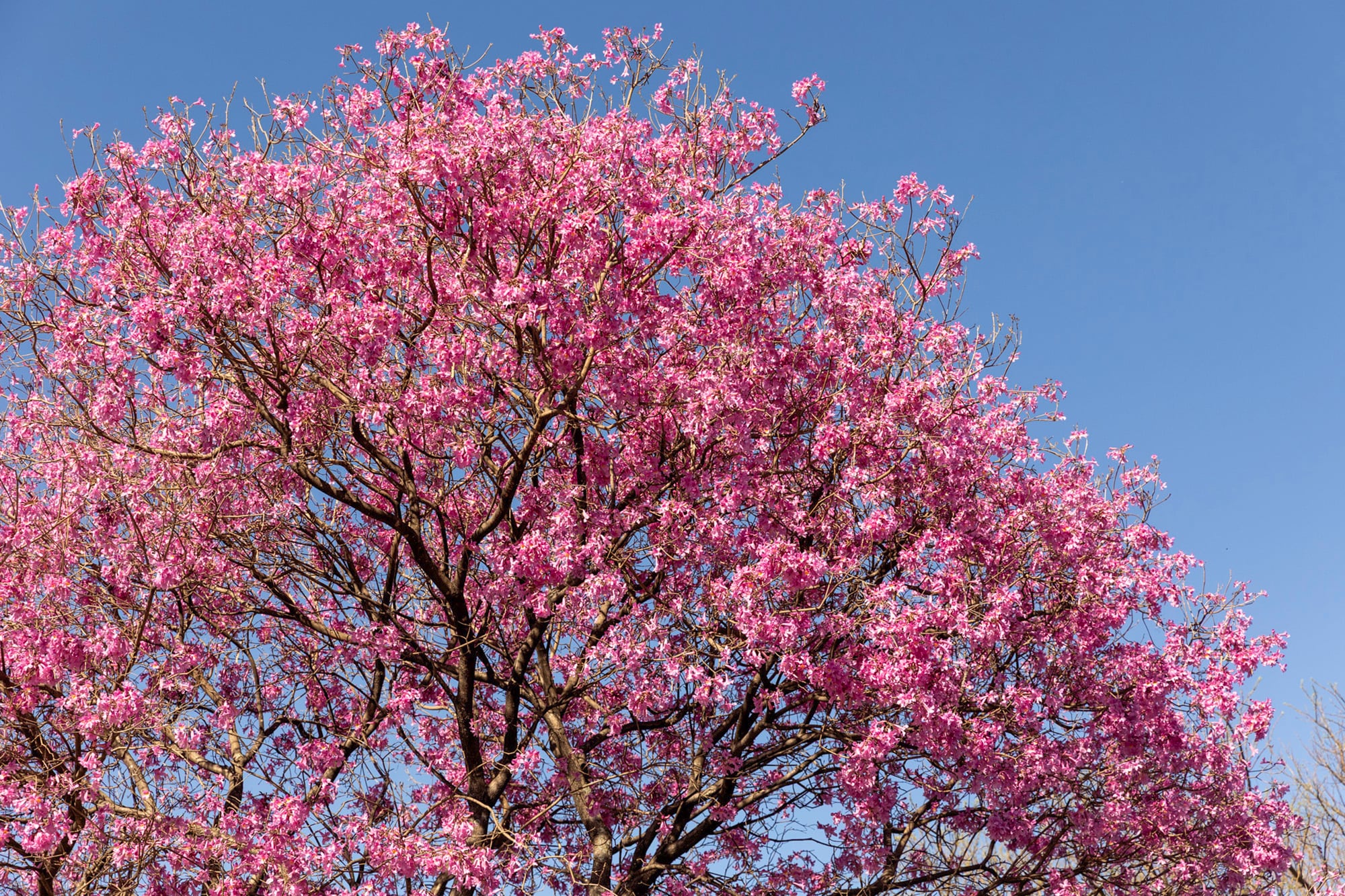 El lapacho rosado no espera al follaje para florecer; primero llega el rosa, después la primavera