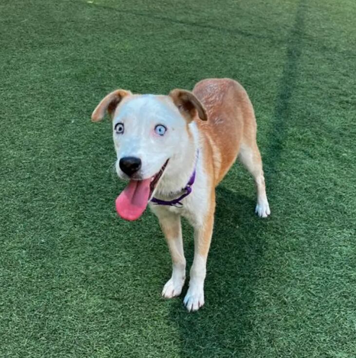 Trinity se encuentra actualmente en DAS esperando a la familia perfecta que la lleve a casa (Foto: Captura Instagram/@dallasanimalservice)