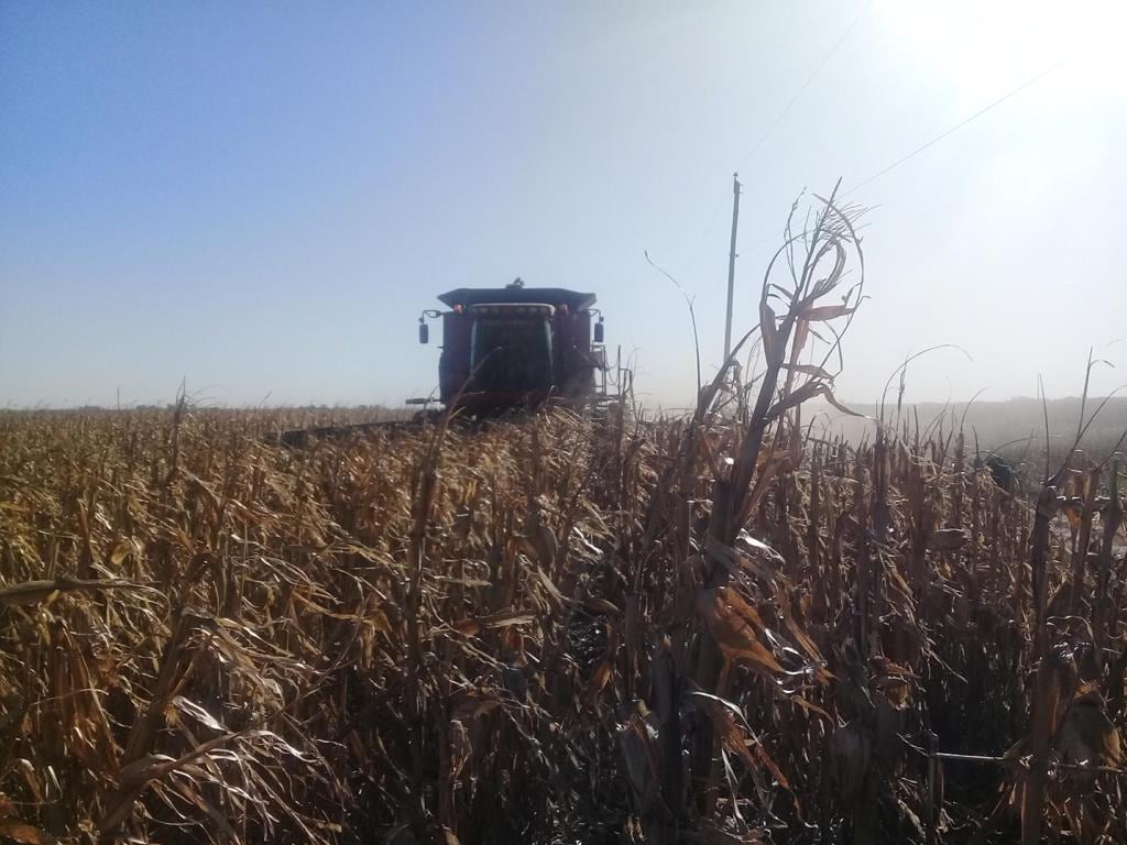 Proyección: la hoja de ruta para llegar a otra cosecha récord