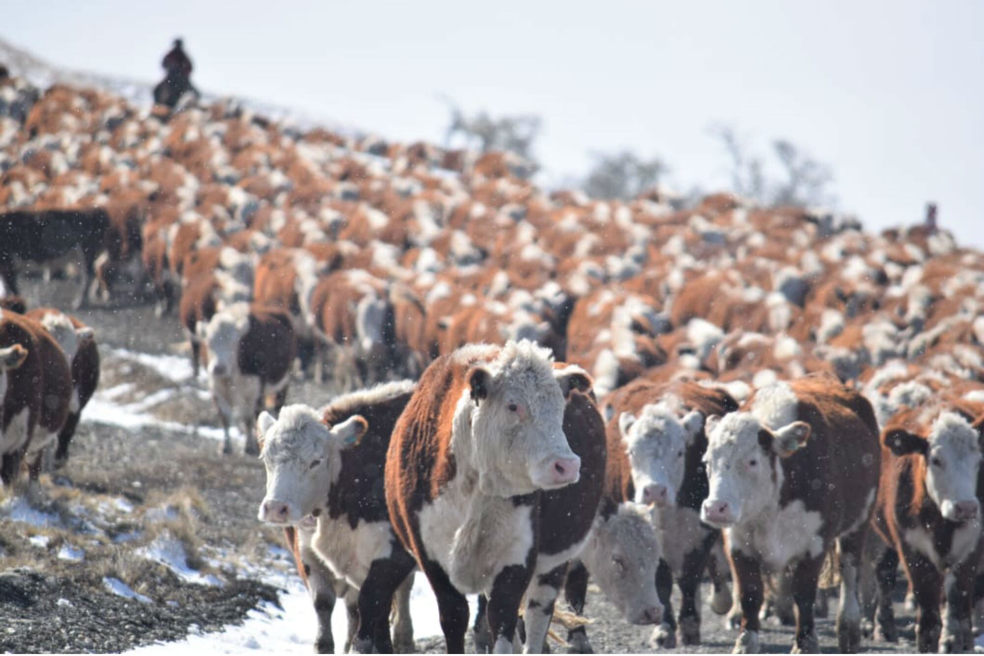 La Patagonia es libre de aftosa sin vacunación