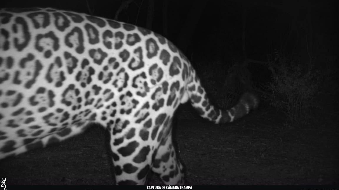 Este ejemplar confirma que la especie aún habita el Chaco argentino