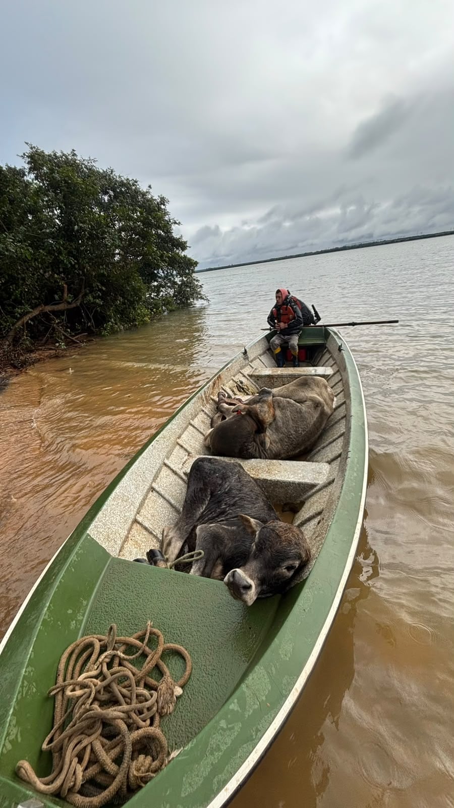 Los animales cruzan en botes