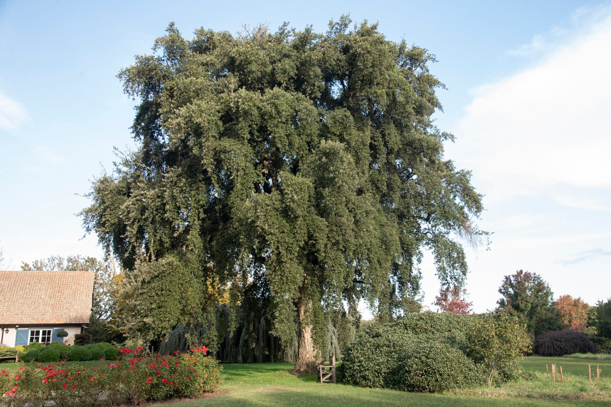 El alcornoque o Quercus suber es un árbol perenne de tamaño medio, llega a medir 10 m de altura.