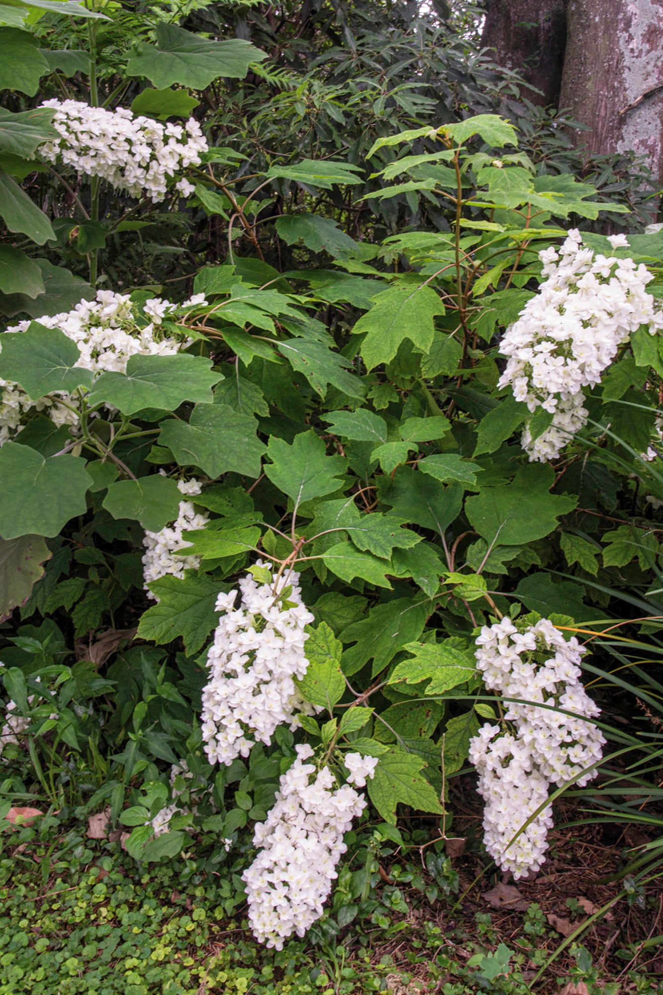 La Hydrangea quercifolia simple es la hortensia de hoja de roble, originaria de los Estados Unidos. Interesante en su valor ornamental durante todo el año.