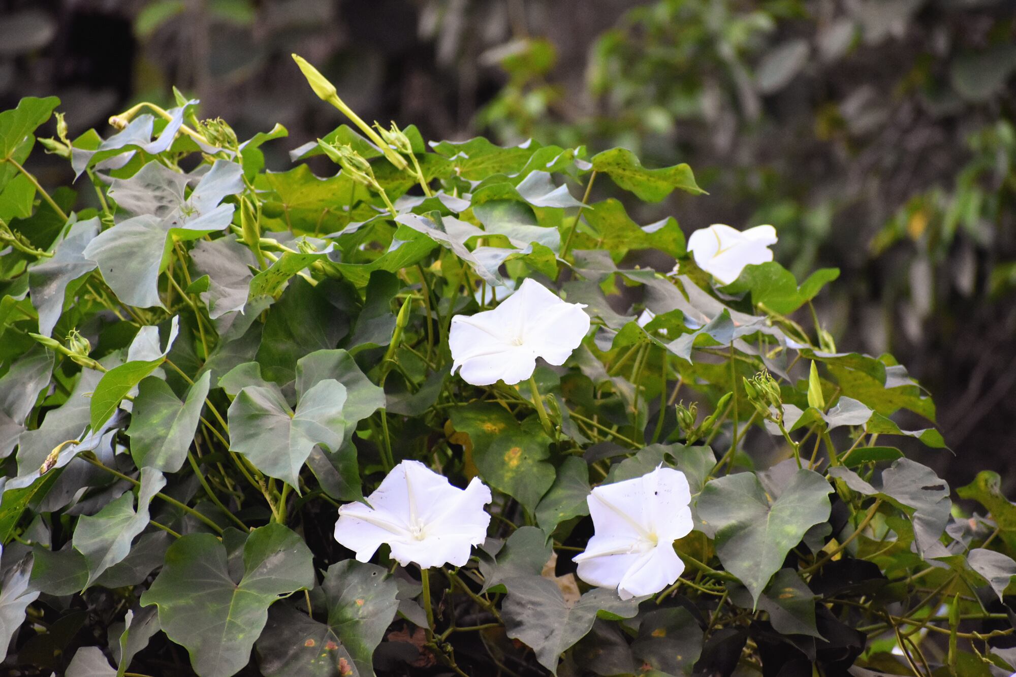 La bella y elegante Ipomea alba, de floración nocturna.