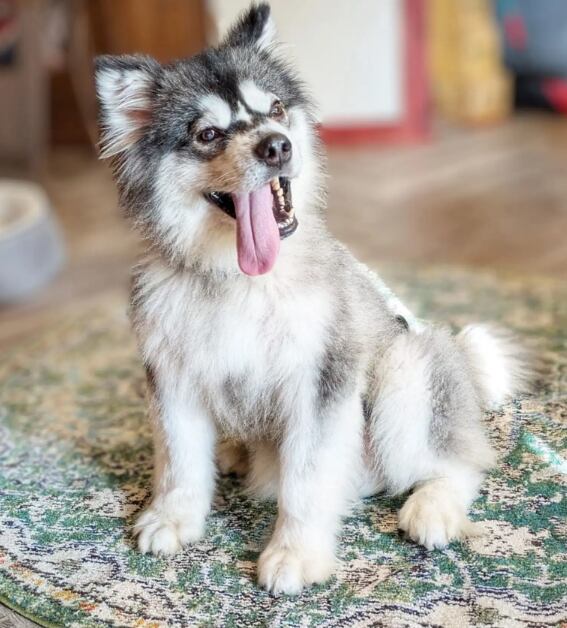 A pesar de su condición, el perro no tiene dolores (Foto: The Dodo)