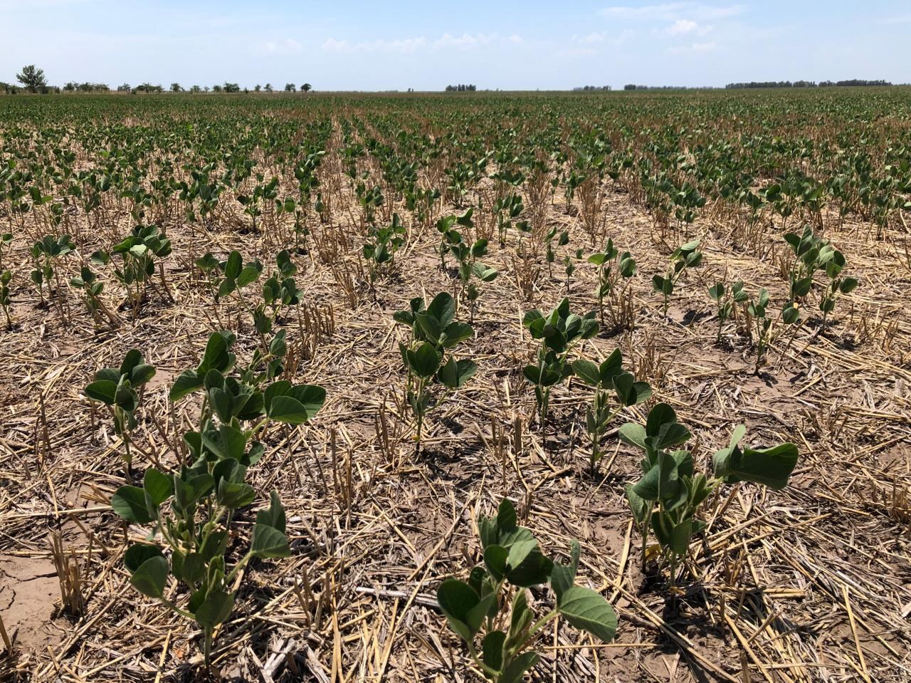 Soja de 2° en cercanía de Carlos Tejedor que Garciandia destaca que necesita