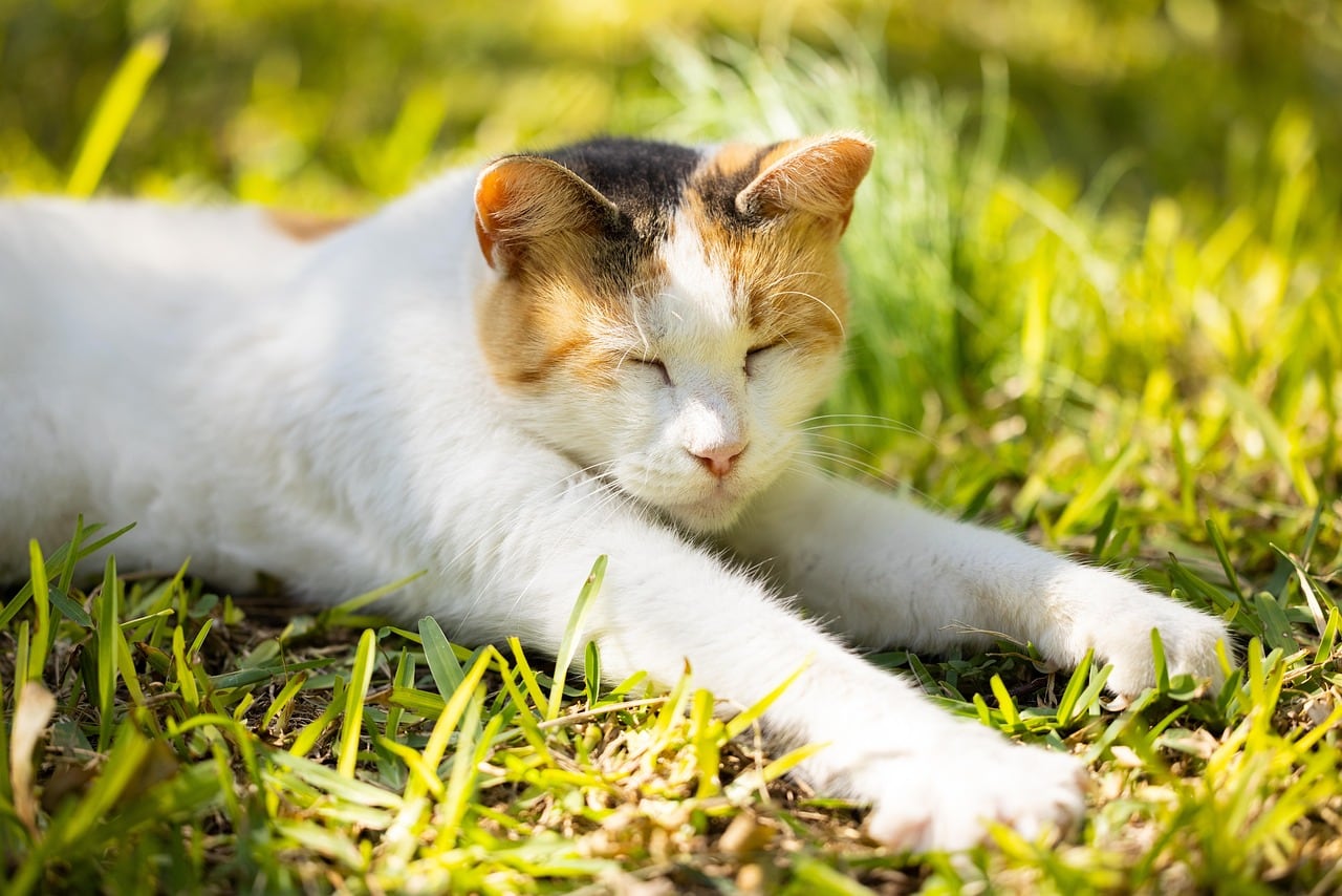A lo largo de cada etapa de su vida, el gato necesitará diferentes cuidados para mantener su bienestar (Foto ilustrativa: PIXABAY)