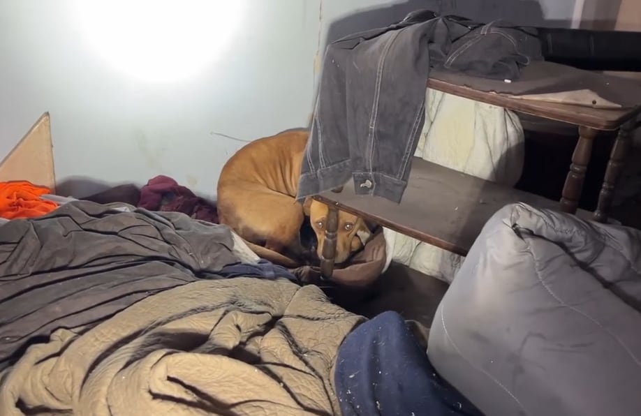 La perra fue hallada en una casa abandonada (Foto: Stray Rescue of St. Louis)