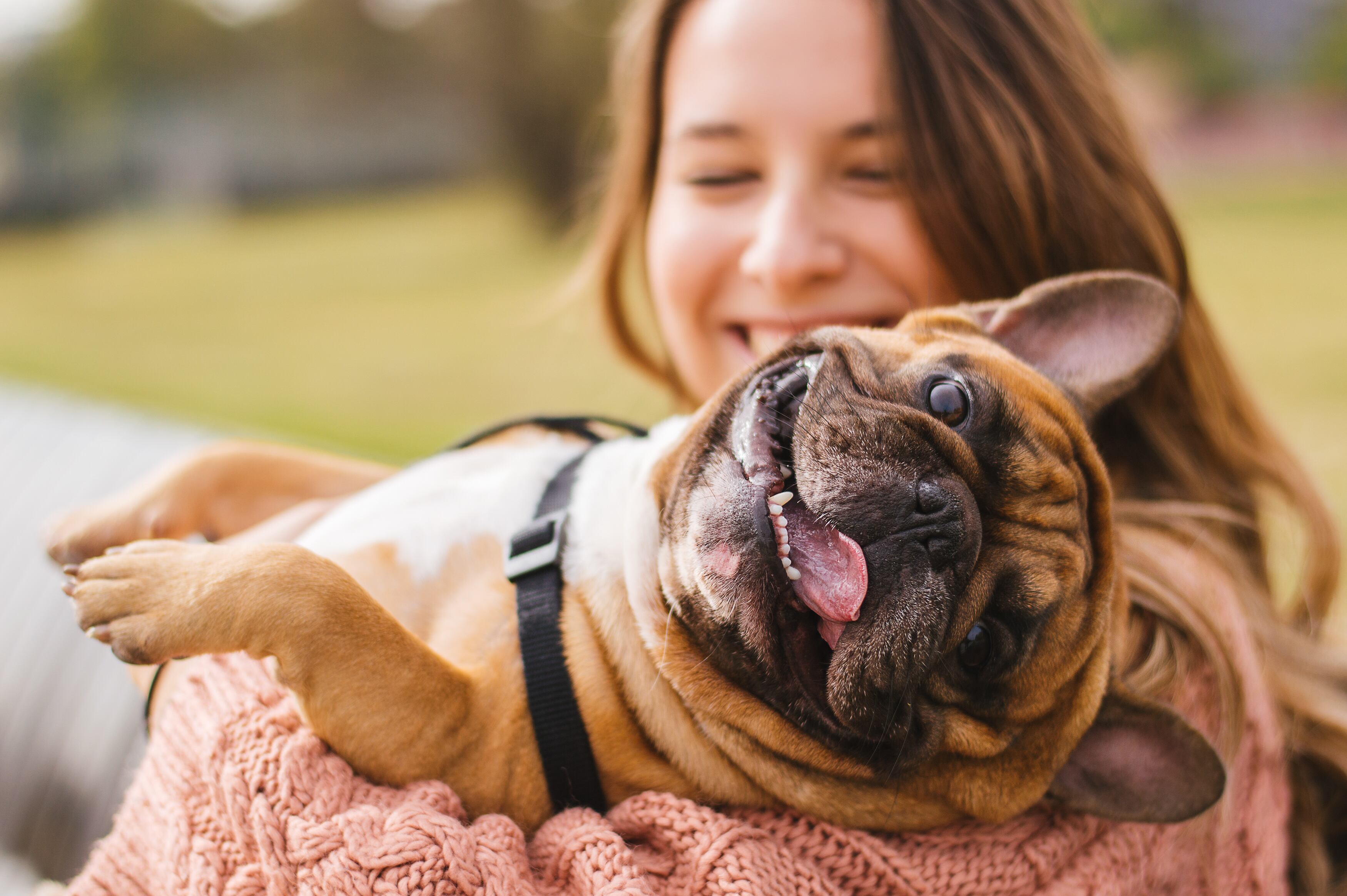 Las razones por las que no se debería tener un bulldog francés ni un border collie en un departamento o casa