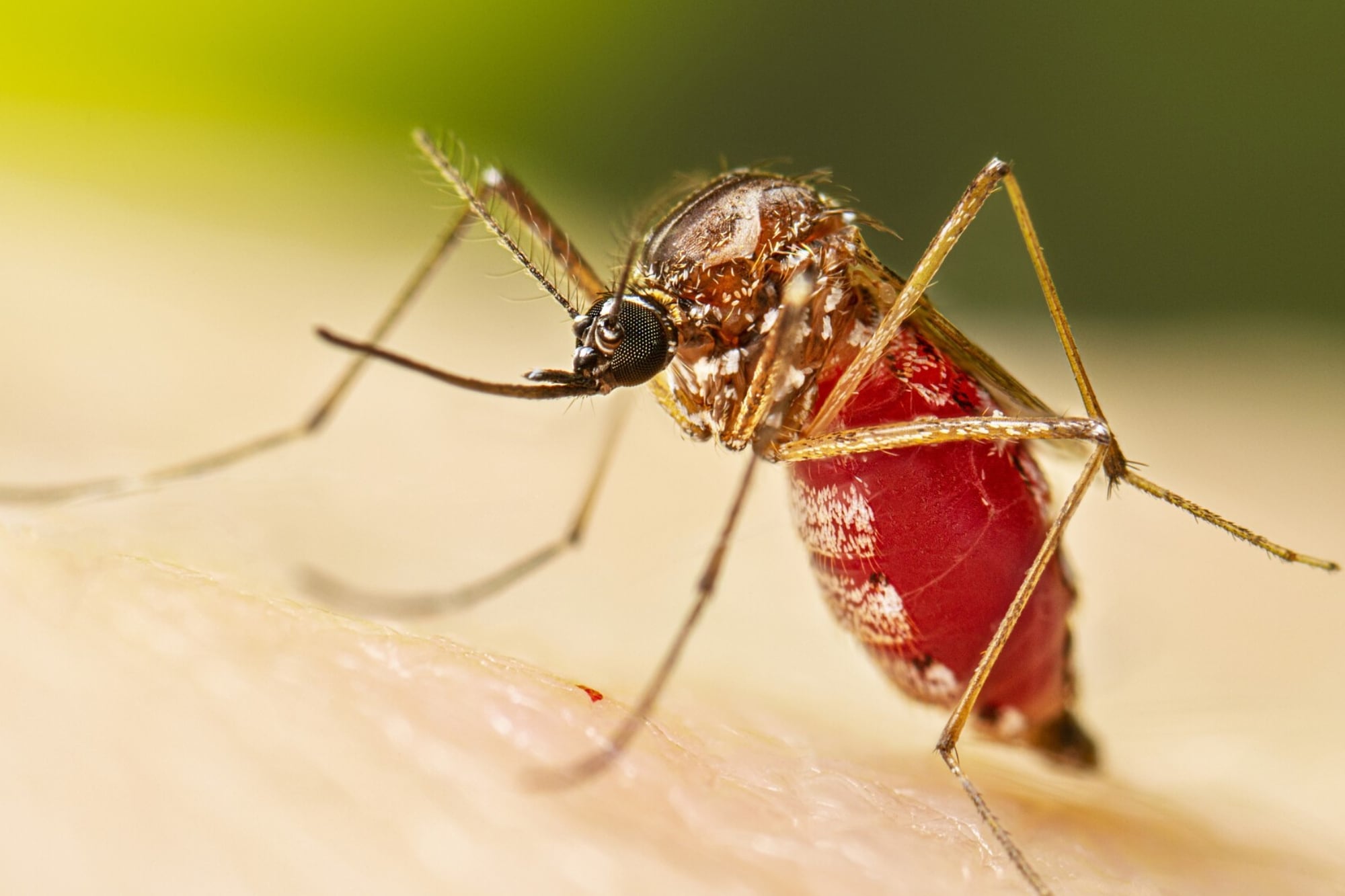 El virus común en el Caribe que tuvo su primer caso autóctono en Nueva York: cuáles son los síntomas