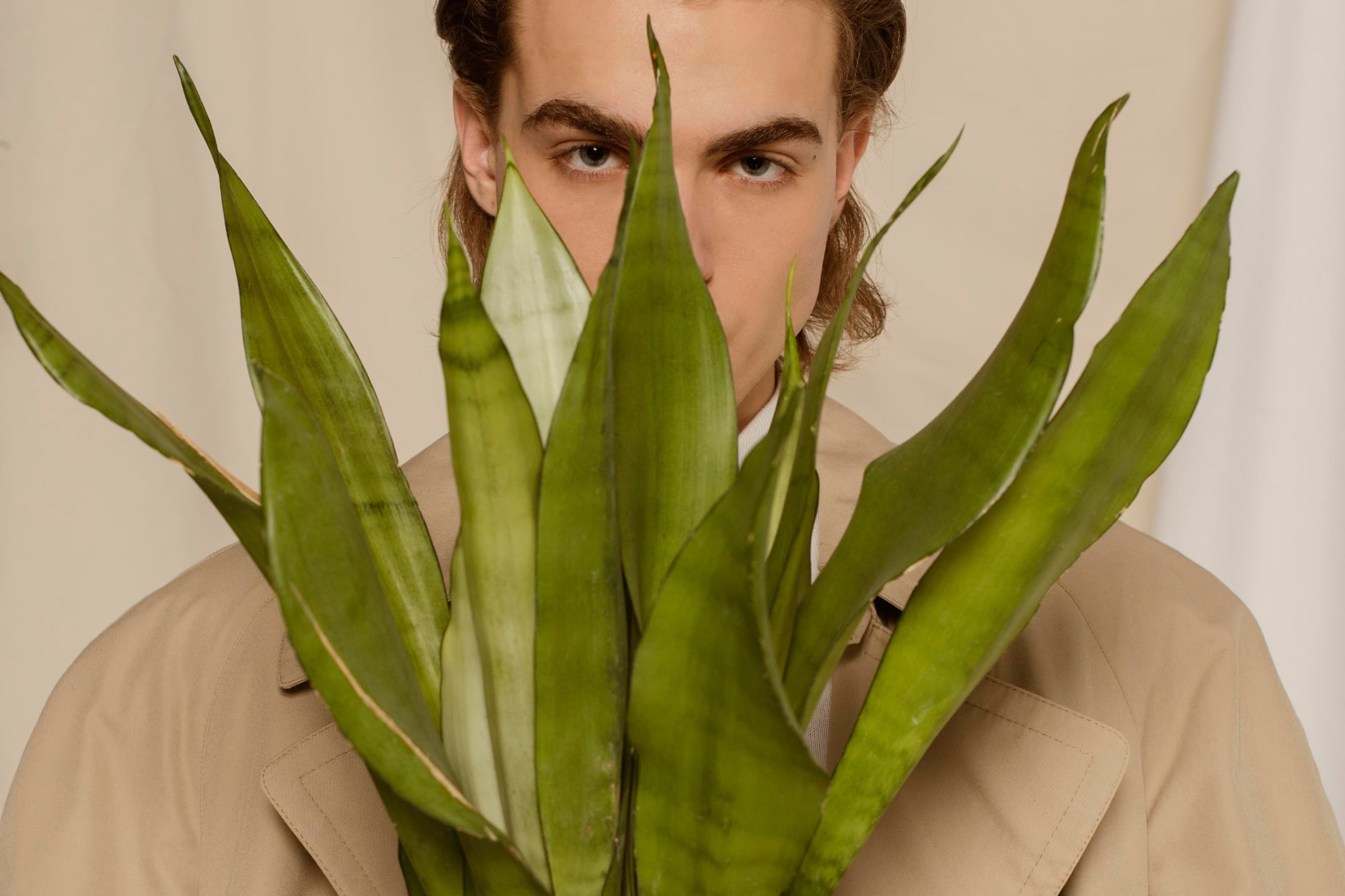 La lengua de suegra mejora la calidad del aire interior, reduce contaminantes y contribuye al bienestar mental