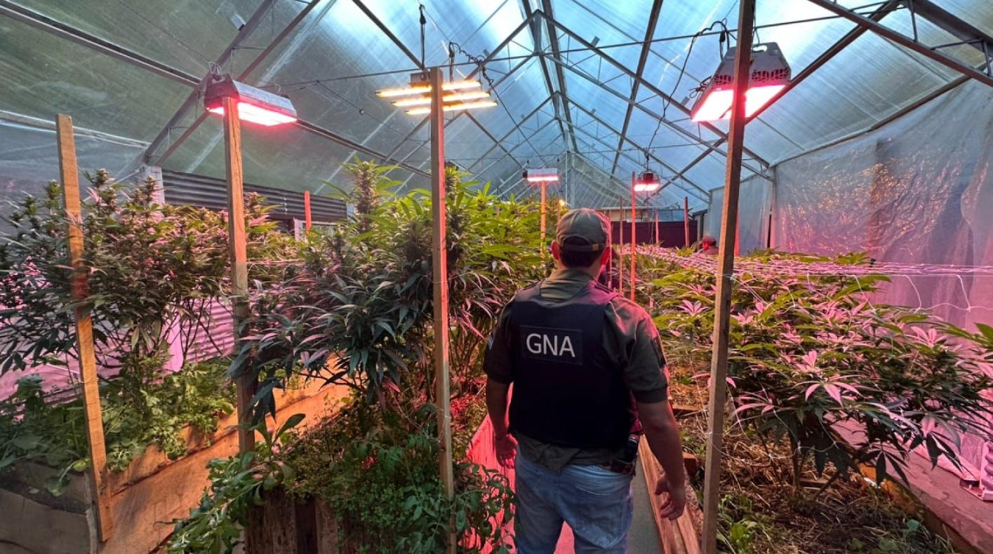 Descubren un gigantesco invernadero de plantas de cannabis en un barrio privado de Bariloche