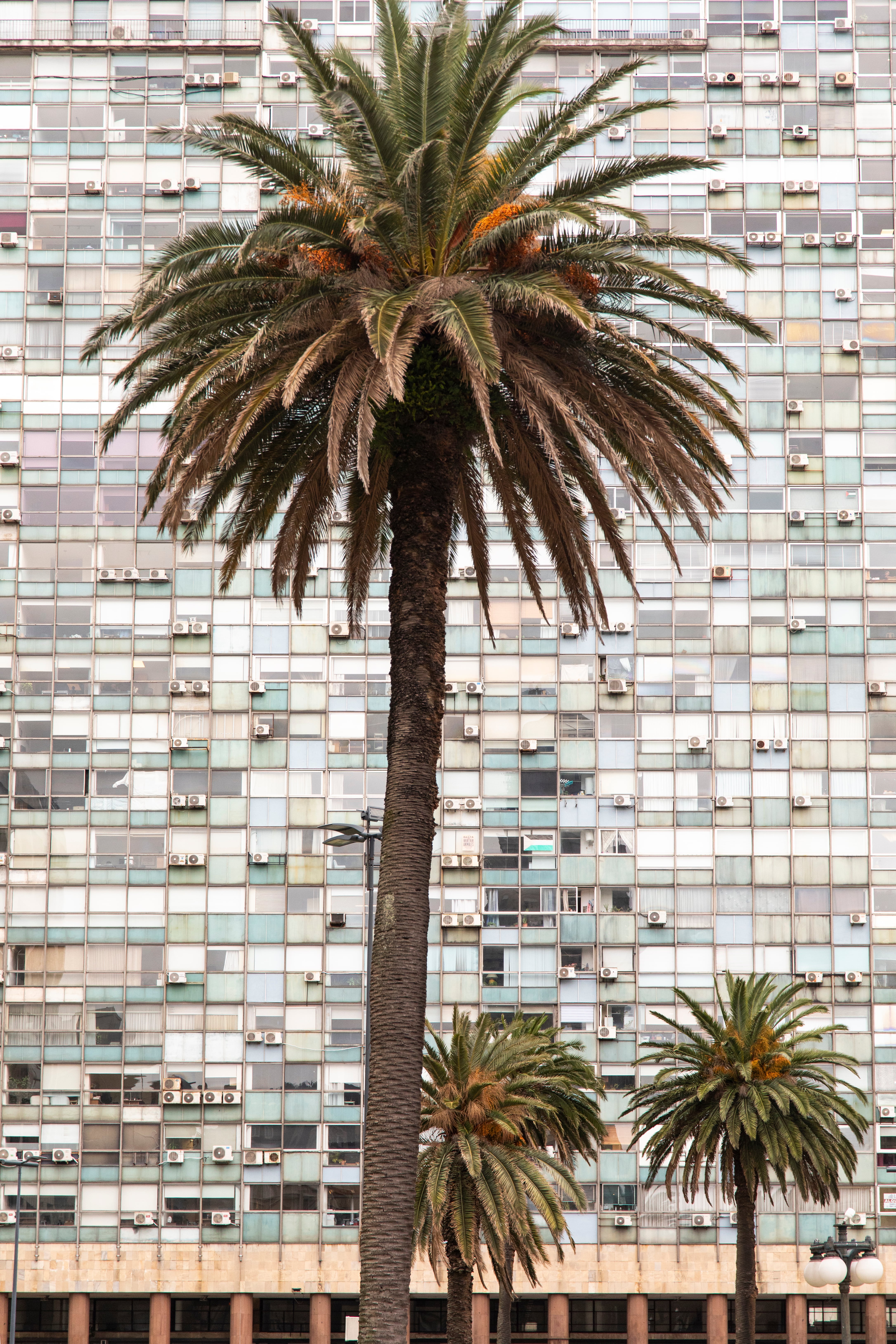 Las palmeras de la plaza Independencia delante de un edificio de oficinas