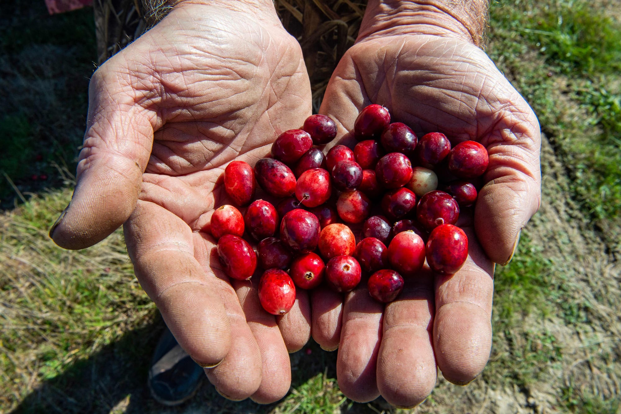Aunque menos conocidos que otros frutos rojos, sus beneficios son comparables e incluso mayores