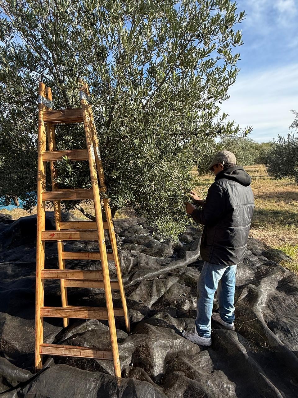 Algunos de los olivos de Chacras de Luyaba tienen más de 80 años y siguen alimentándose con agua de las sierras a través de acequias.