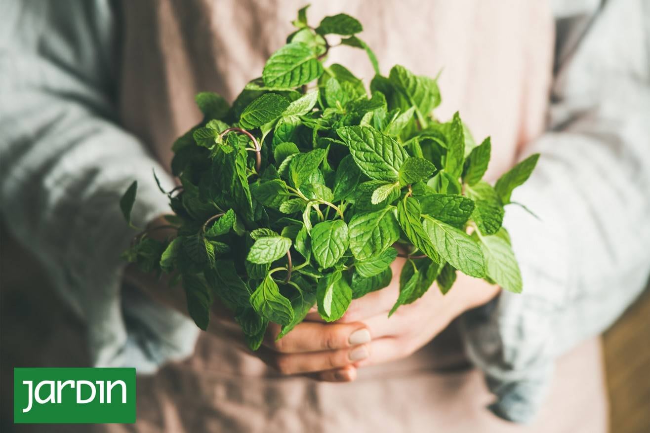 Plantas digestivas: cuáles son, cómo usarlas y cómo cultivarlas en casa