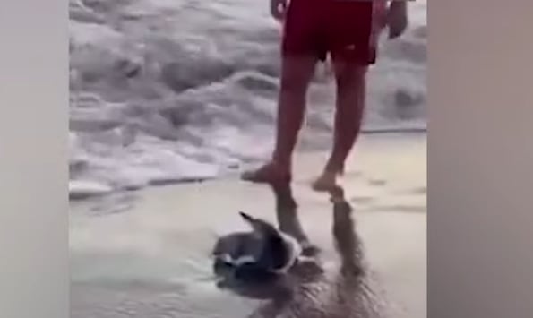 Indignación en Monte Hermoso: una pareja sacó a un pingüino del mar y lo llevaron hasta la orilla para sacarse fotos 6 El animal, visiblemente estresado luego de ser retirado de su hábitat