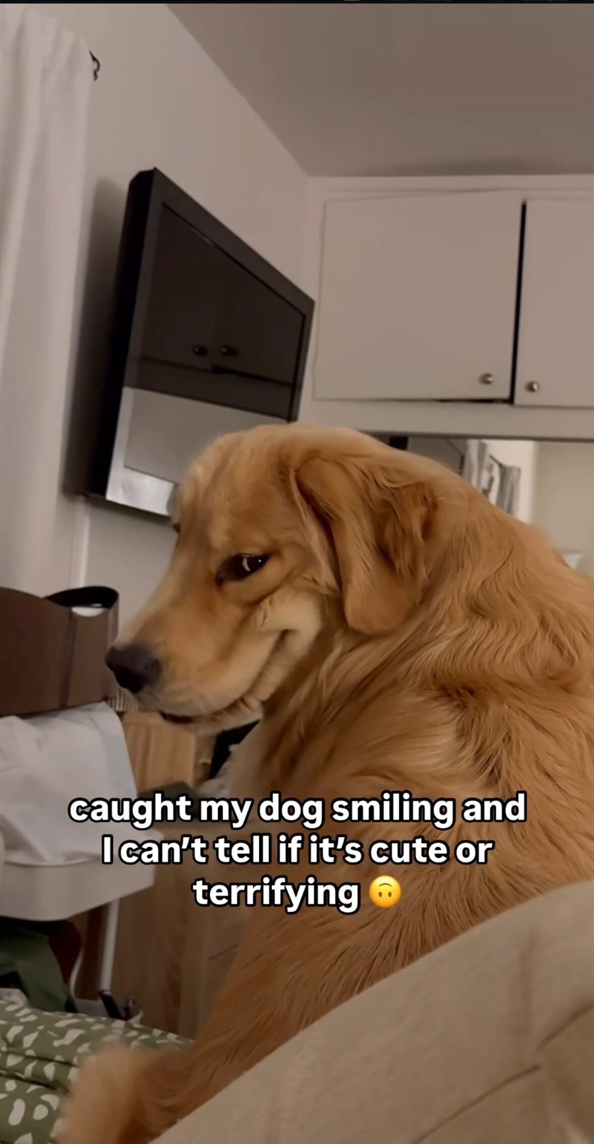 La dueña de Bowie compartió un video en Instagram bajo la cuenta Thegoldenboy_bowie, acompañado del texto: “Capté a mi perro sonriendo y no puedo decir si es adorable o aterrador. ¿Ustedes qué opinan?”