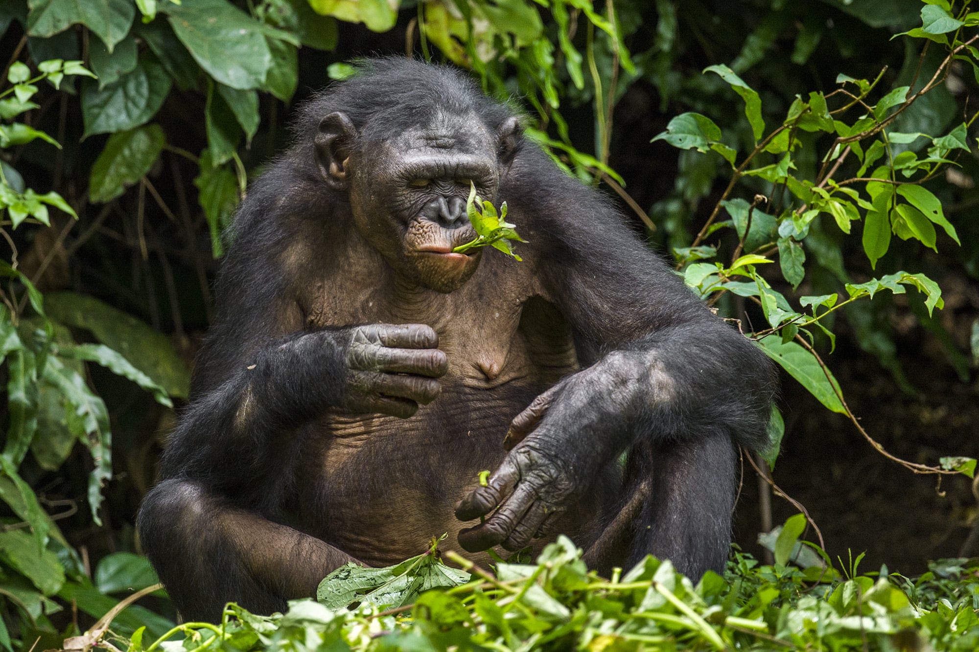 El consumo de hojas rugosas es practicado por chimpancés y gorilas contra los parásitos
