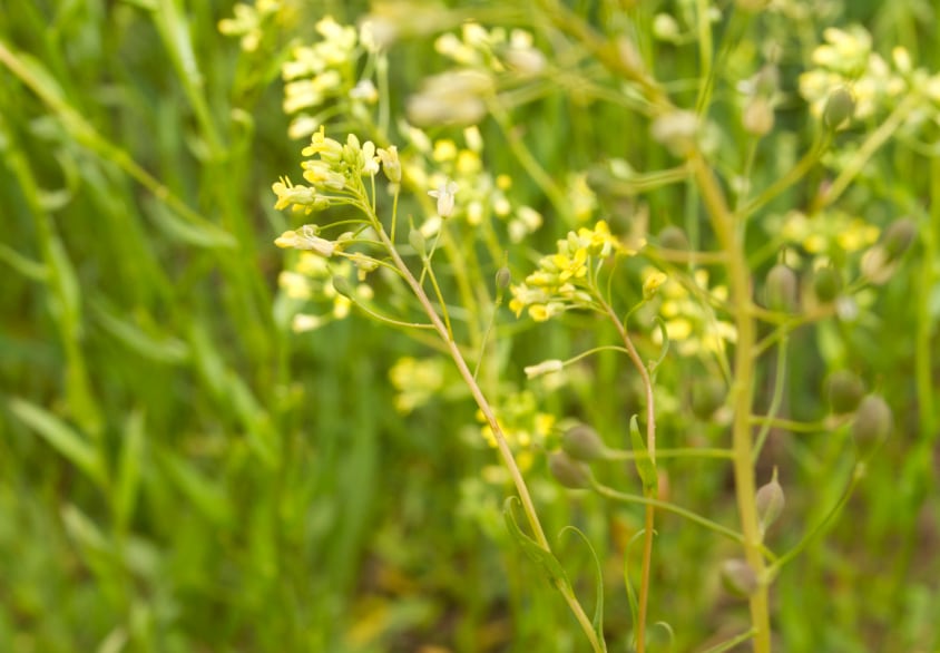 El esquema, basado en colza, cártamo y camelina, se despliega en ocho provincias y apunta a abastecer la creciente demanda de biocombustibles de segunda generación, con envíos ya concretados a Europa