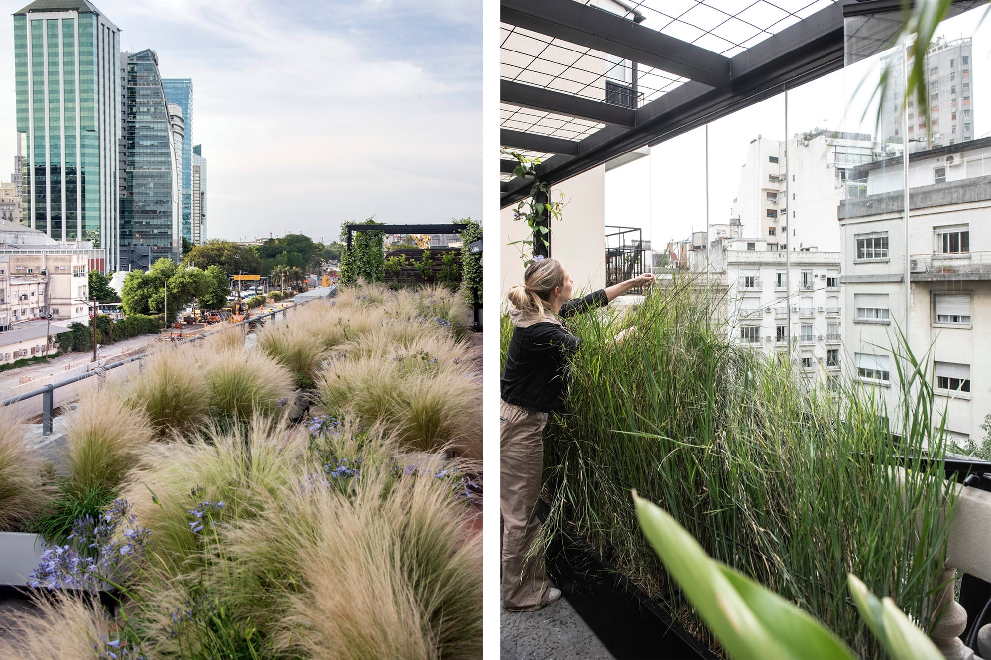 Gramíneas y agapanthus, una opción para ubicar las plantas en distintos niveles y generar mayor sensación de profundidad