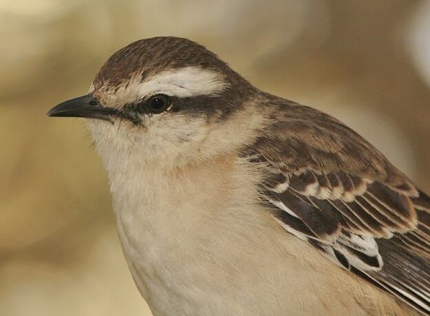 Según la creencia popular, el canto de la Calandria puede anunciar la llegada de un visitante inesperado, cambio de clima o buen augurio en el matrimonio