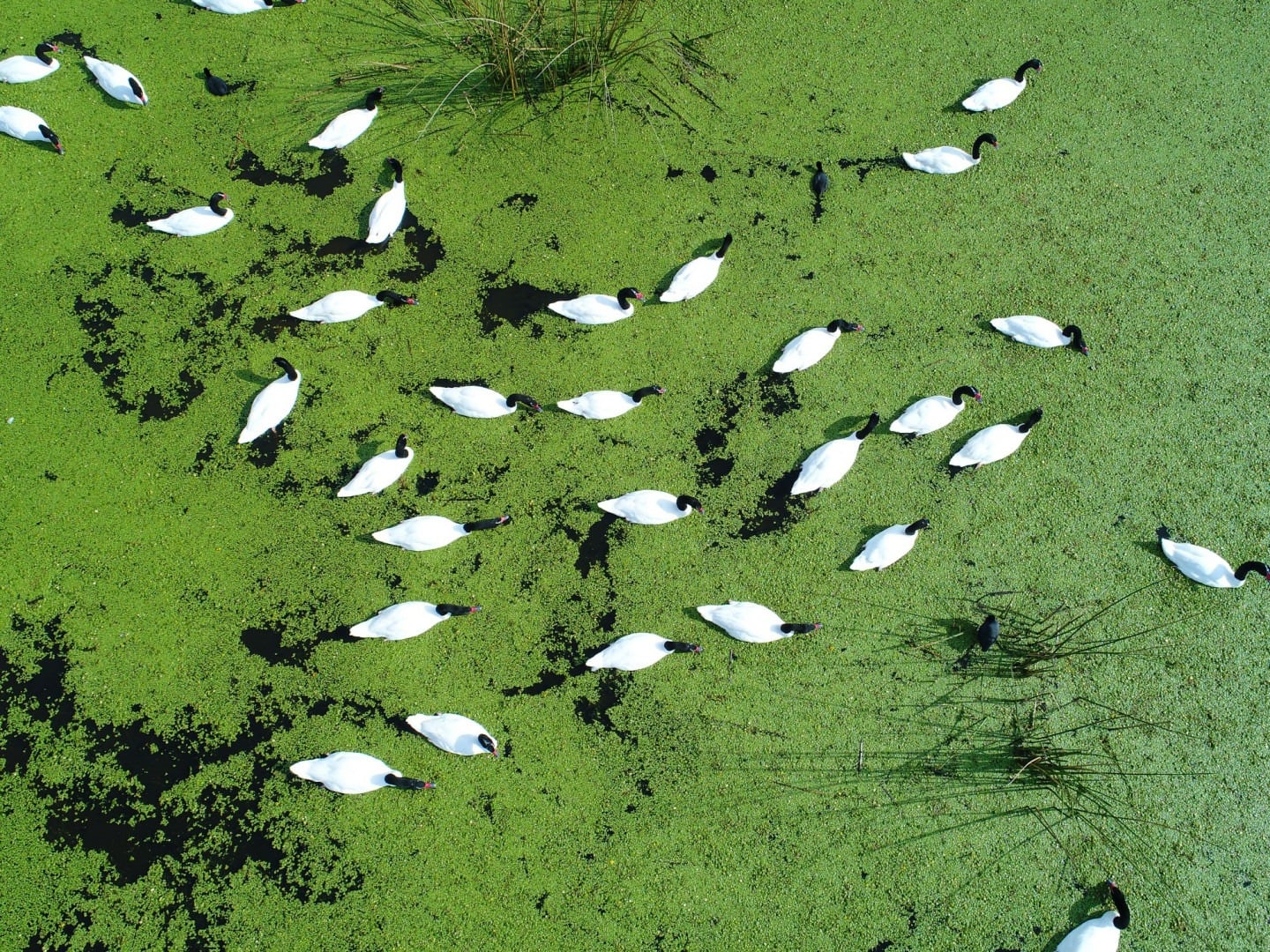De estancia histórica a parque nacional: qué hacer y cómo visitar gratis Ciervo de los Pantanos, a 70 km de Buenos Aires